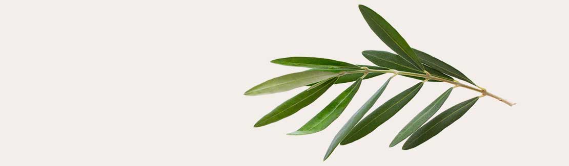 Olivenblattextrakt